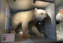 Выставка о белых медведях